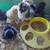 BYM Hatching Eggs-OE/EE Highly Possible!!! 4 thumbnail