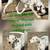 Dalmation Puppies 2 thumbnail