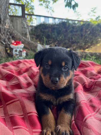 Purebred Rottweiler Puppies 8 Weeks Old Ready for Homes (santa rosa)63683395021315120