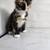 Rare  Tortoiseshell Kitten 3 thumbnail