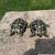 Tortoise Eastern Hermanns, Pair 4 thumbnail