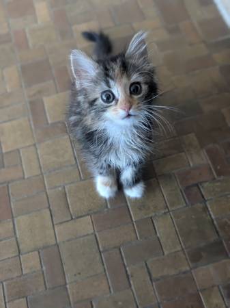 Male 2 year old cat and 12 week old kitten (Silver Spring)63795938465537122