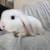 Holland Lop Bunnies Born 8/20/25 12 thumbnail