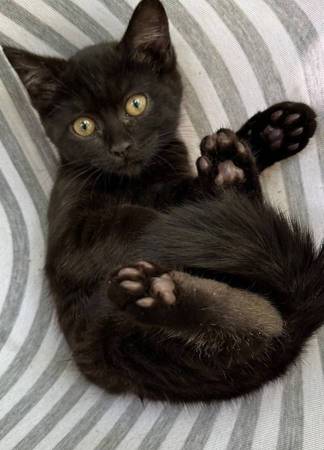kitten 1