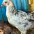 Easter egger hens 1 thumbnail