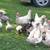 Young Muscovy Ducks 3 thumbnail