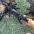 Little pups 4 thumbnail