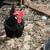 Blue Egg Laying Hens 4 thumbnail