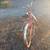 Schwinn lady's bike 4 thumbnail