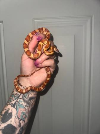 Baby corn snakes63689210102019122