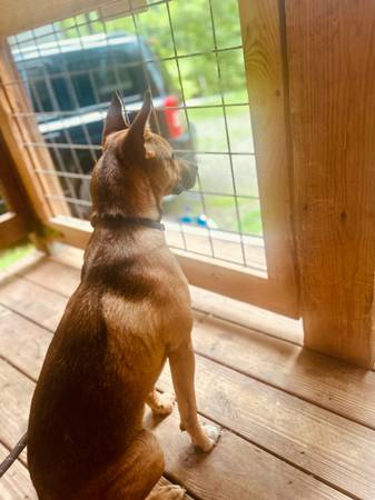 Large Mixed Puppy (Franklin)64145662636546123