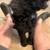 Labradoodle 2 thumbnail