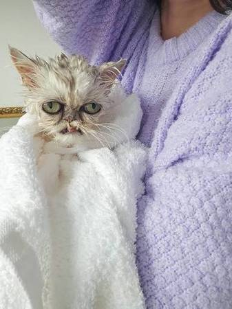 Cats, owners and the truth (san jose downtown)64018041006082121