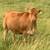 30 fall calvingbred cows 4 thumbnail