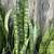 Sansevieria plant( Snake plant or Mother in law plant) 5 thumbnail