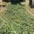 Wheat hay cows goats horses cattle feed 2 thumbnail