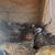 Quails 4 thumbnail