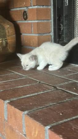Free kittens 1