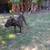 Great dog 3 thumbnail
