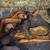 Skinny Pigs (Hairless Guinea Pigs) 8 thumbnail