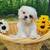 Purebred shi tzu teddy bears females 2 thumbnail
