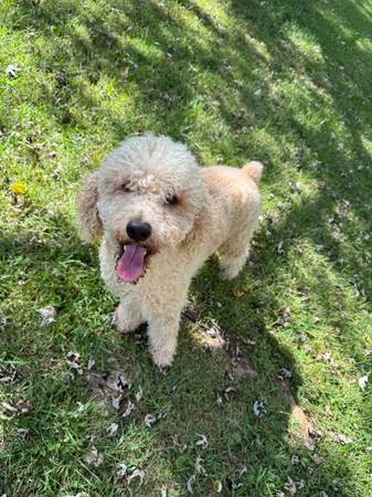 Moyen Poodle63983451278082120