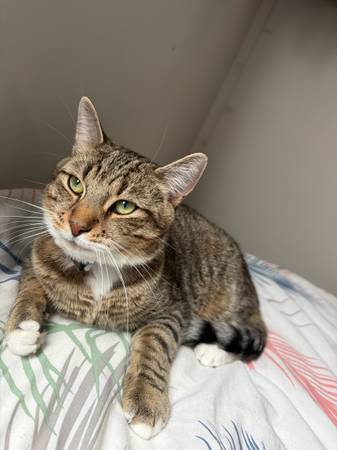 Yumi, gato macho de 1 año (Bristow)