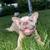 Beautiful frenchie male rehoming 1 thumbnail