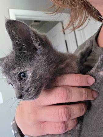 Gatita hembra (Ciudad Blanca)