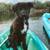 German shepherd mix 2 thumbnail