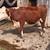 2 Hereford heifers 1 thumbnail