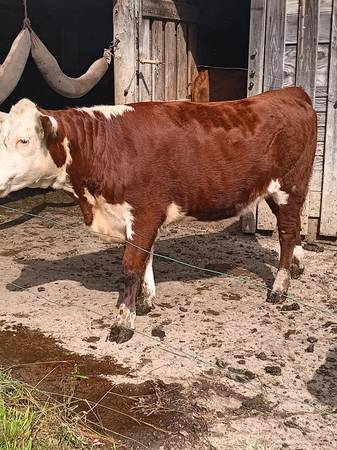 2 Hereford heifers 1