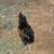 Young Rooster 4 thumbnail