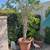 Ficus Tree - Potted 1 thumbnail