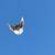 Nikolaevsky (Ukrainian) pigeon 1 thumbnail