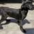 CANE CORSO FULL AKC 5 thumbnail