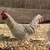 Gamefowl 1 thumbnail