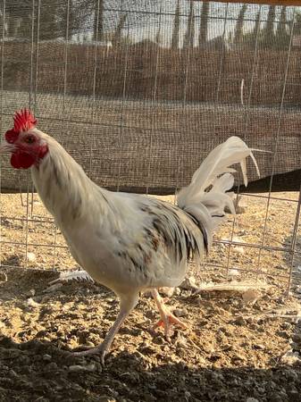 Gamefowl 1
