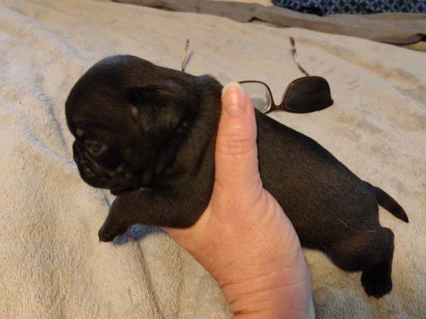 Pug puppy female CKC (Middleton)63625228756611122