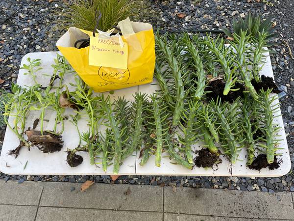 MiSo Gardener's Exchange : Free Cactus 1