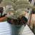 Succulents etc. 8 thumbnail