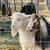 Rehoming Goats 7 thumbnail