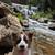 Beautiful Brown/White Dog 1 thumbnail