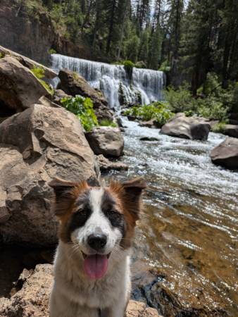Beautiful Brown/White Dog 1
