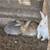 Bunnies 5 thumbnail