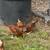 3 month old pullets 2 thumbnail