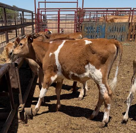 Calves, Ropers 1