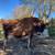 A2A2 Jersey Cow 2 thumbnail