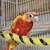 Sun cheek conures 2 thumbnail