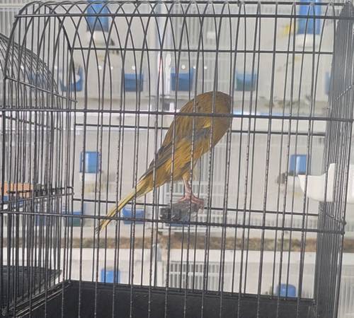 Canaries 1
